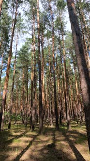 Vertical Video of a Forest with Tall Pines