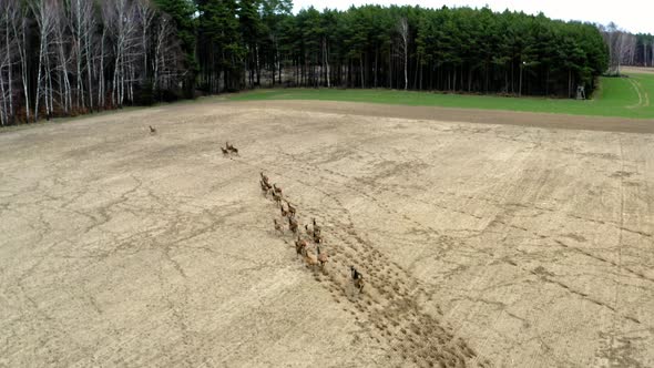 Herd of Deers runing on field, aerial view. Flight over wild animals, Poland