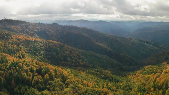 Golden Autumn Drone View of Forest Landscape with Yellow Trees From Above