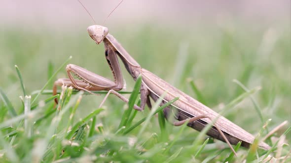 Praying mantis moving out of focus