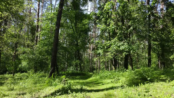 Beautiful Green Forest on a Summer Day Slow Motion