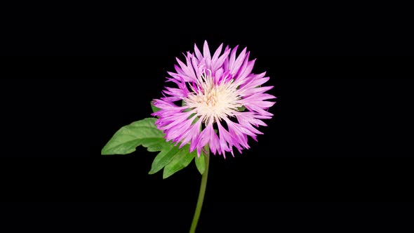 Time Lapse of Blossoms Purple Flower of Persian Cornflower Centaurea Dealbata