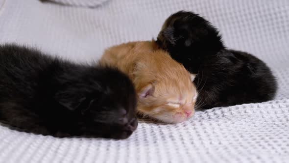 Three Newborn Blind Little Black and Red Kittens Crawling on a White Background