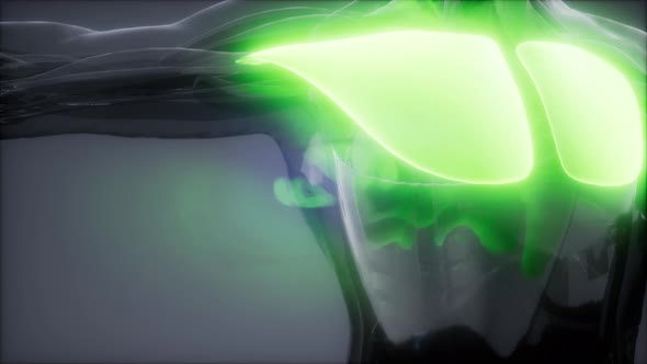 Pectorsl Muscule - Visible Muscle Anatomy Map alt