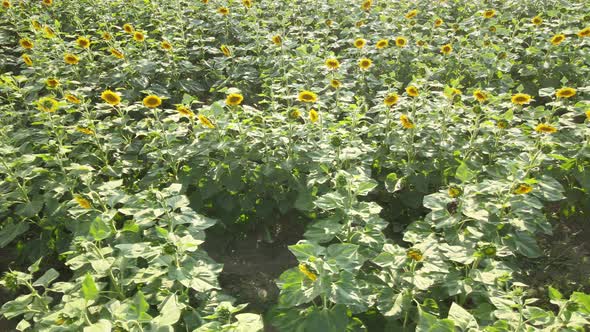 sunflowers view