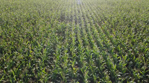 Corn field, flight over the cream of corn stalks, excellent growth, good corn harvest.