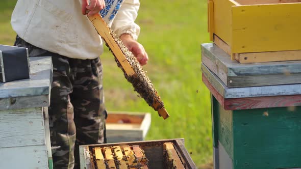 Beerkeeper collects honey on apiary. 