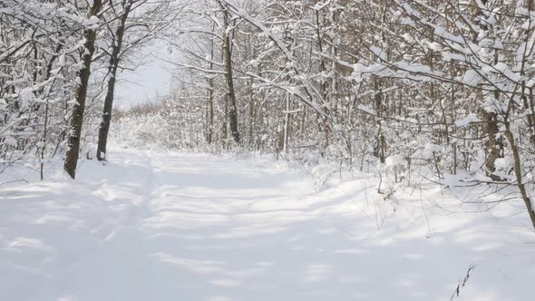 Snowed white winter scene 3840X2160 UHD video - First sun in  the frozen forest 4K 2160p 30fps Ultra