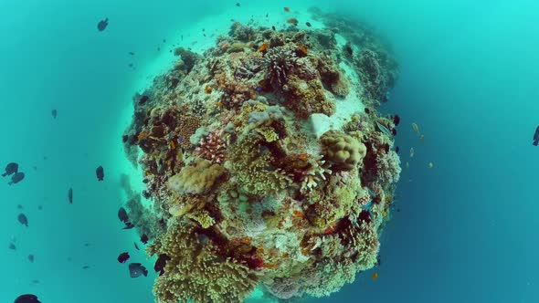 The Underwater World of a Coral Reef. Panglao, Philippines.