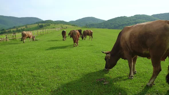 A Herd of Dairy Cows Eating Grass in a Meadow in the Mountains