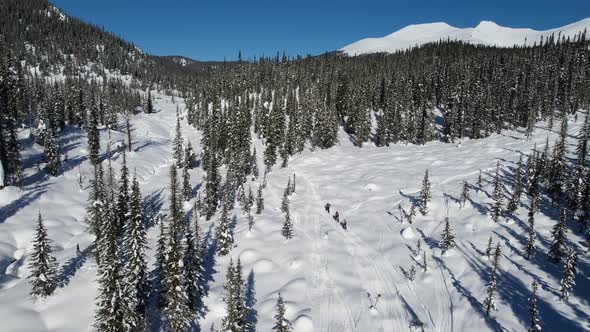 Three Skiers in Alpine Forests