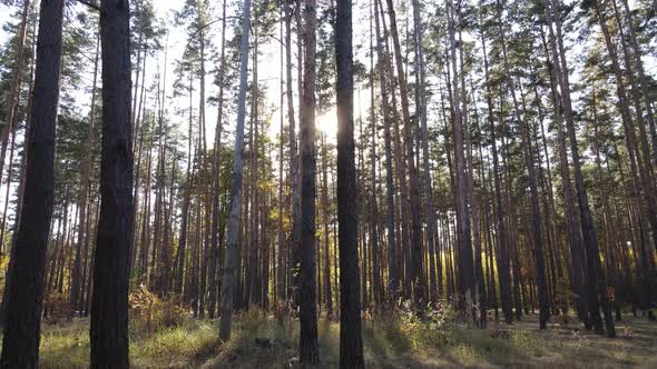 Forest with Trees in an Autumn Day