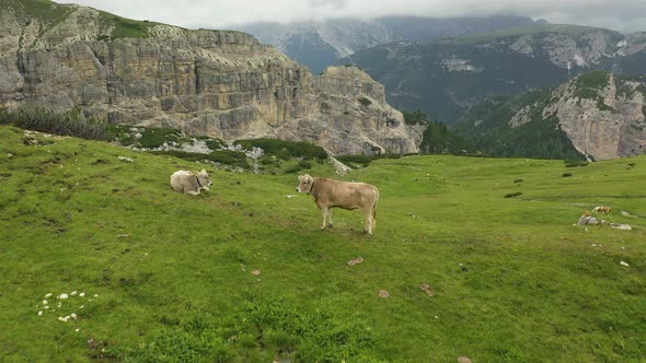 Two cows relax on grass meadow in Dolomites Mountains, Italian Alps