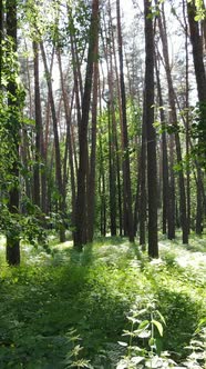 Vertical Video of a Forest with Trees