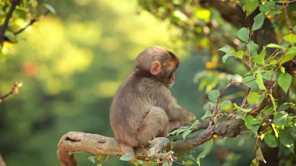 Japanese Macaque (Snow Monkey)