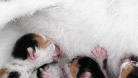 Baby Cats Drinking Milk From Mother