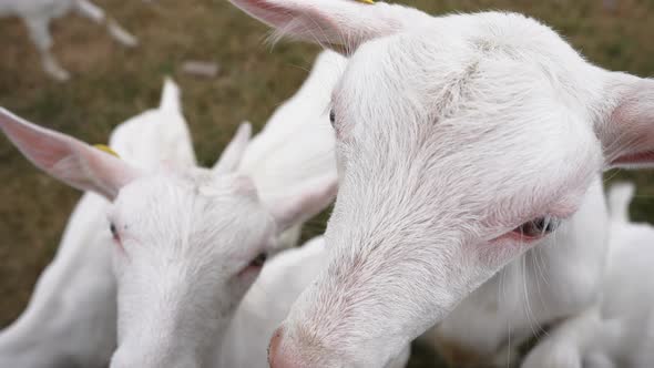 Closeup White Goat Head Chewing Grass in Slow Motion Outdoors