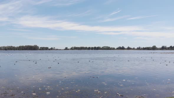 Lagoon with ducks, black-necked swans and herons. Duck feeding. Trees in the background. Droneing ri