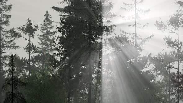 Misty Nordic Forest in Early Morning with Fog alt