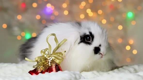 A small black and white rabbit in New Year's decorations.