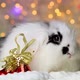 A small black and white rabbit in New Year's decorations. - VideoHive Item for Sale