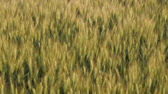 Common wheat Triticum aestivum before harvest 4K video