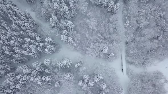 Winter forest nature snow-covered winter trees landscape. aerial photography .