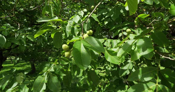 Common walnut trees, Dordogne, France