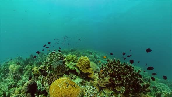 The Underwater World of a Coral Reef