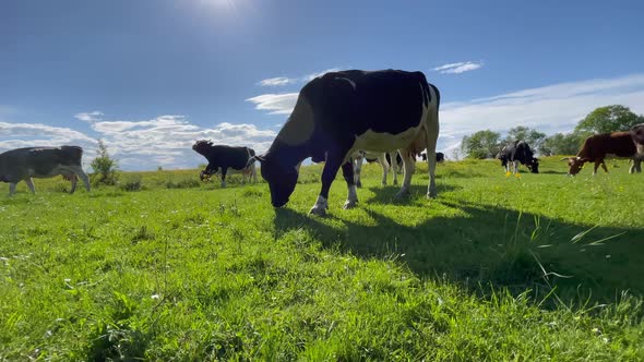 Family Herd of Black Angus Cattle Cows Bulls Calves Graze in Green Meadow Pasture Field