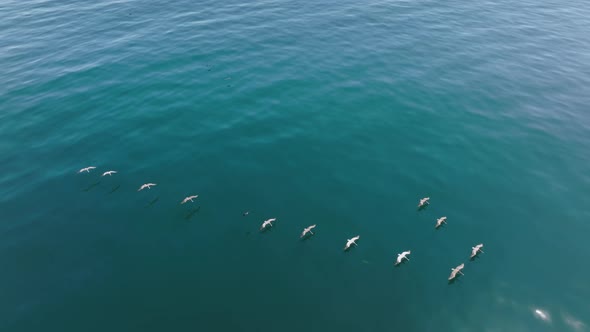 Aerial View of Birds and Mammals Catching Prey with Coastal Landscape Behind