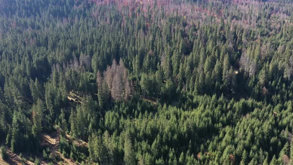 Flying Over Pine Tree Forest. Aerial View of Wild Evergreen Wood