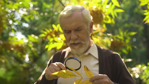 Old Man Studying Autumn Leaf With Magnifying Glass, Natural Extracts, Longevity