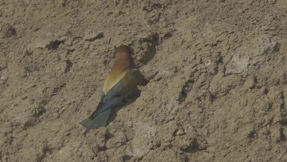 European Beeeater or Merops Apiaster