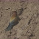 European Beeeater or Merops Apiaster - VideoHive Item for Sale