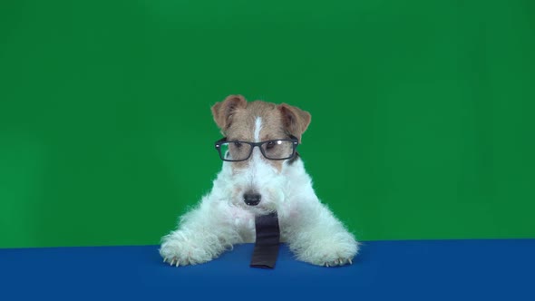 Fox Terrier with Glasses and Tie