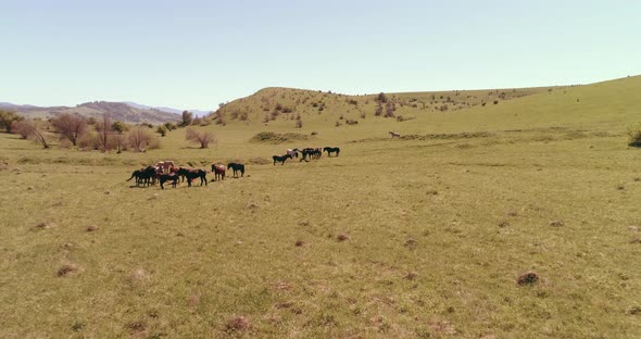 Flight Over Wild Horses Herd on Mountain Meadow. Summer Mountains Wild Nature. Freedom Ecology