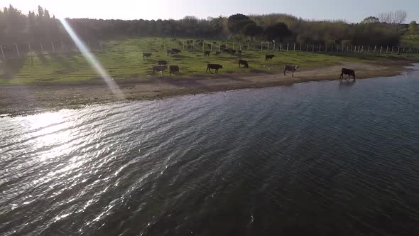 Aerial Cattle Herd with Sun Reflect