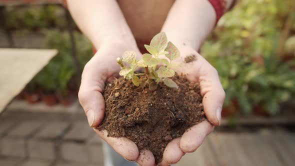 Hands Holding Soil with Seedling