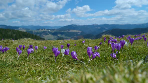 Spring Crocuses in Carpathia Mountains