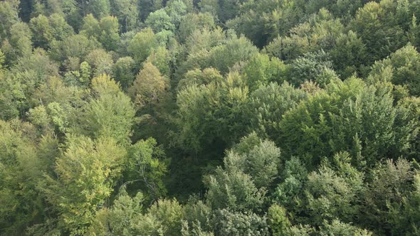 Forest in the Mountains. Aerial View of the Carpathian Mountains in Autumn. Ukraine