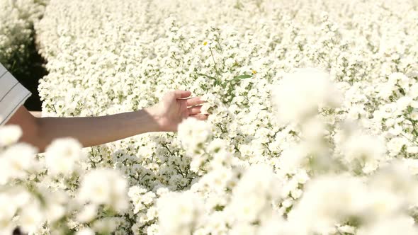 Close up woman's hand touching white cutter flowers at flower garden.