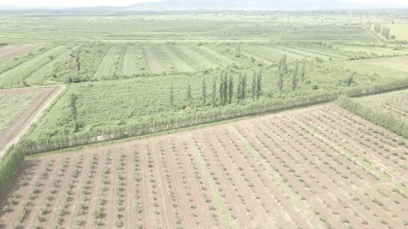 Aerial drone view flight over different agricultural fields sown in Samegrelo, Georgia