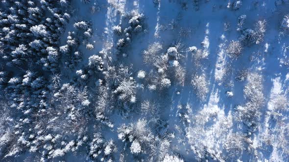 Top View of a Fabulous Winter Landscape with Trees in Clear Sunny Day