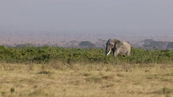 Elephants in Kenya, Africa