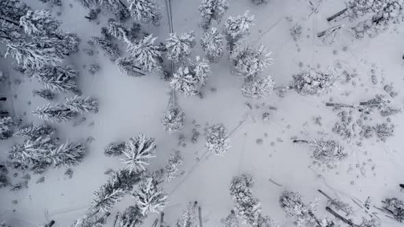 Slow aerial of snowy forest in the middle of winter