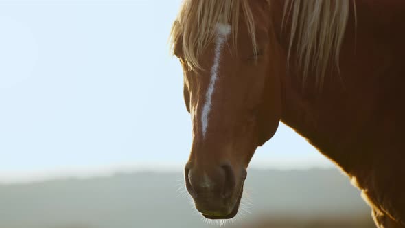 Close Up Shot Og Head of Nice Brown Horse Grazing in Dawn Lights in Carpathians Ukraine