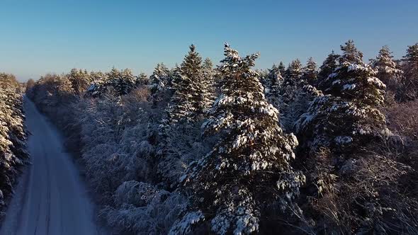 Beautiful scenic aerial view of a winter forest in sunny winter day, trees covered with fresh snow,