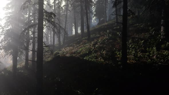 Calm Moody Forest in Misty Fog in the Morning alt