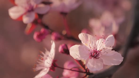 Pink Cherry Tree Branch on Blur Background